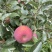 红将军🍎大量上市中