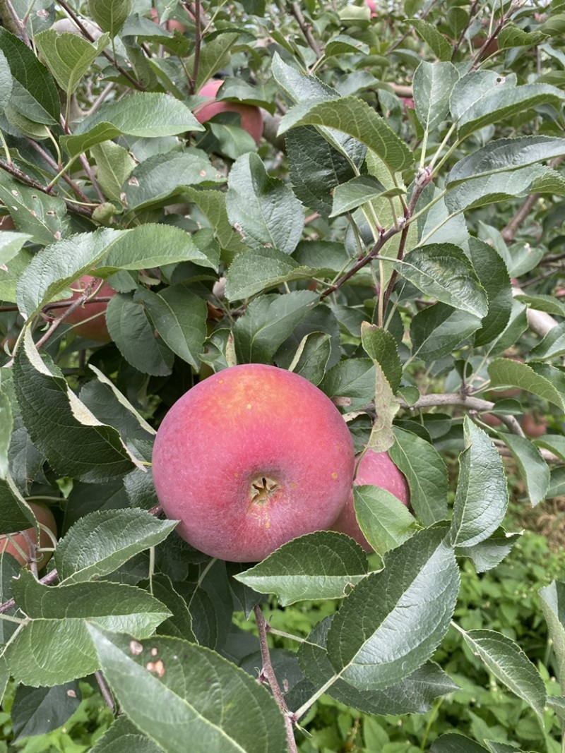 红将军🍎大量上市中