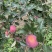 红将军🍎大量上市中