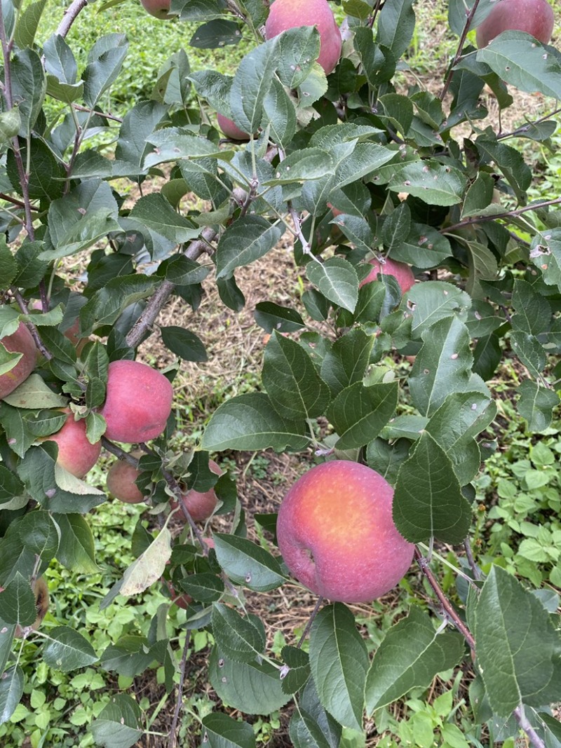 红将军🍎大量上市中