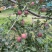 红将军🍎大量上市中