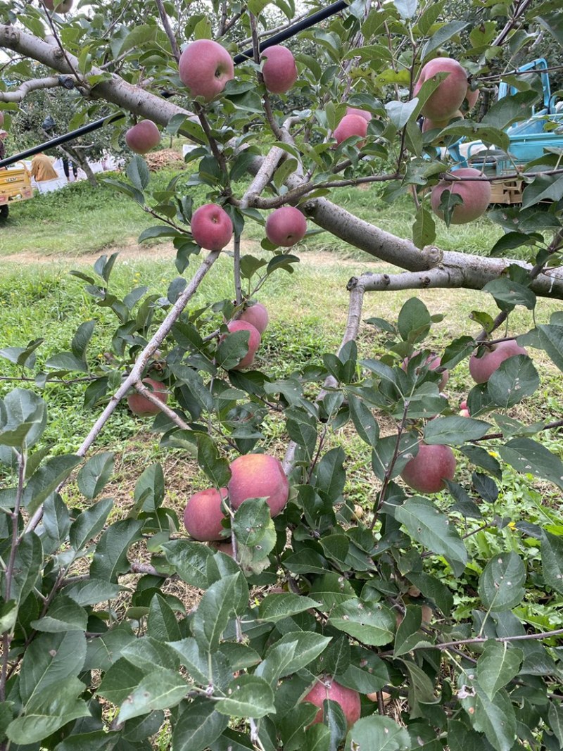 红将军🍎大量上市中