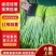【精品红帽蒜苔】产地代办商超品质基地直发大量有货