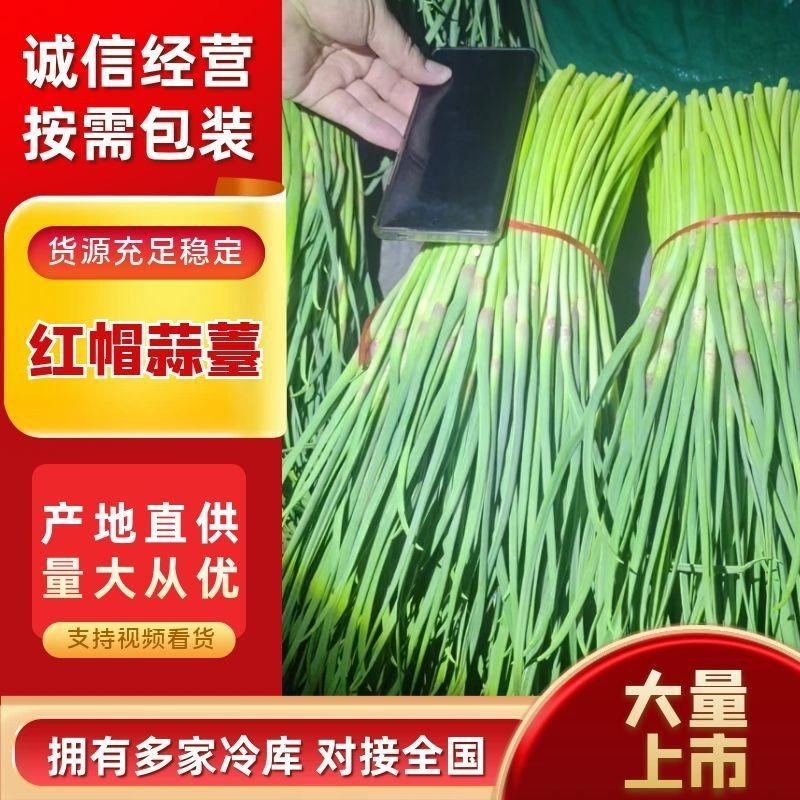 【精品红帽蒜苔】产地代办商超品质基地直发大量有货