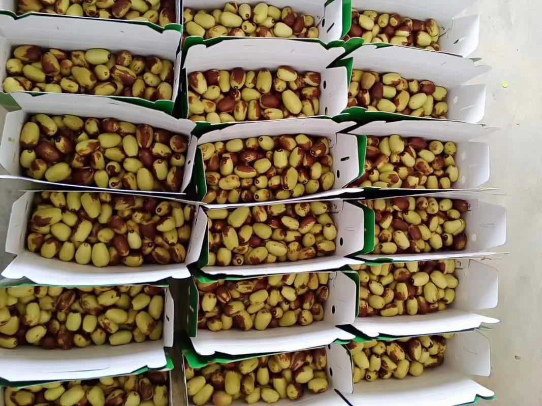 鲜枣与干枣并列摆放,展示其外观与质地差异 鲜枣与干枣对比图