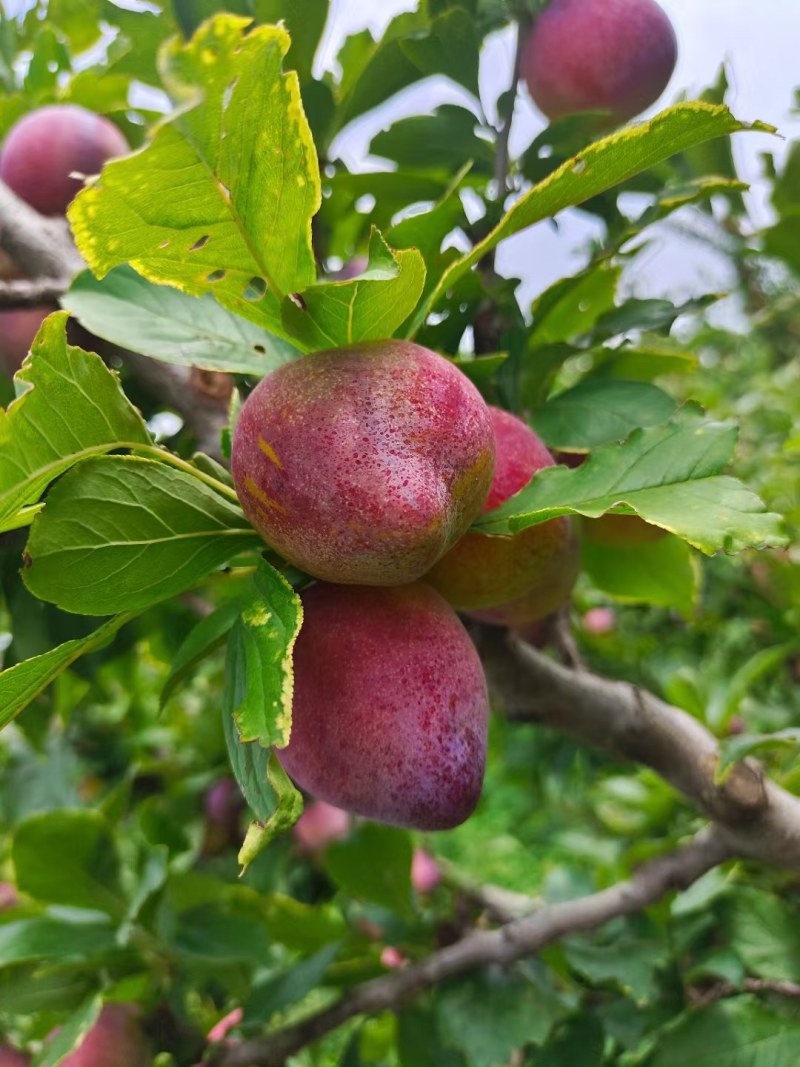 寒地吉胜李子，甜口