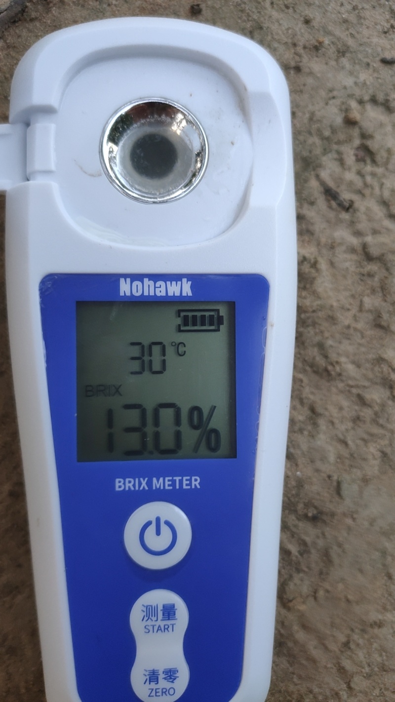 80多年沙地老树，果甜无渣