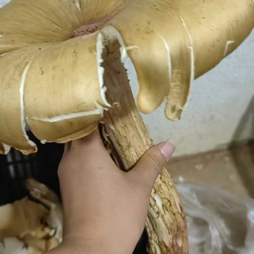 鸡纵