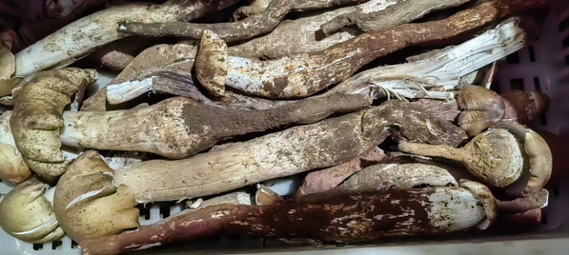 鸡纵