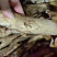 鸡纵