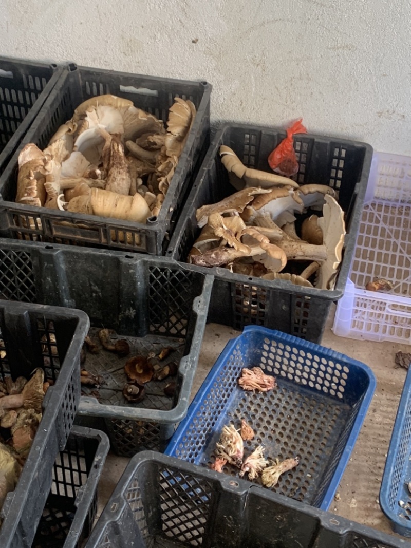 鸡纵