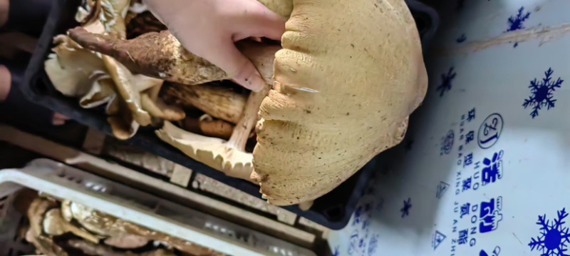 鸡纵