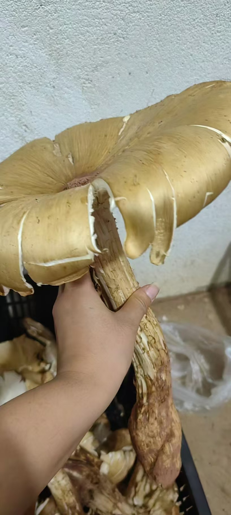 鸡纵