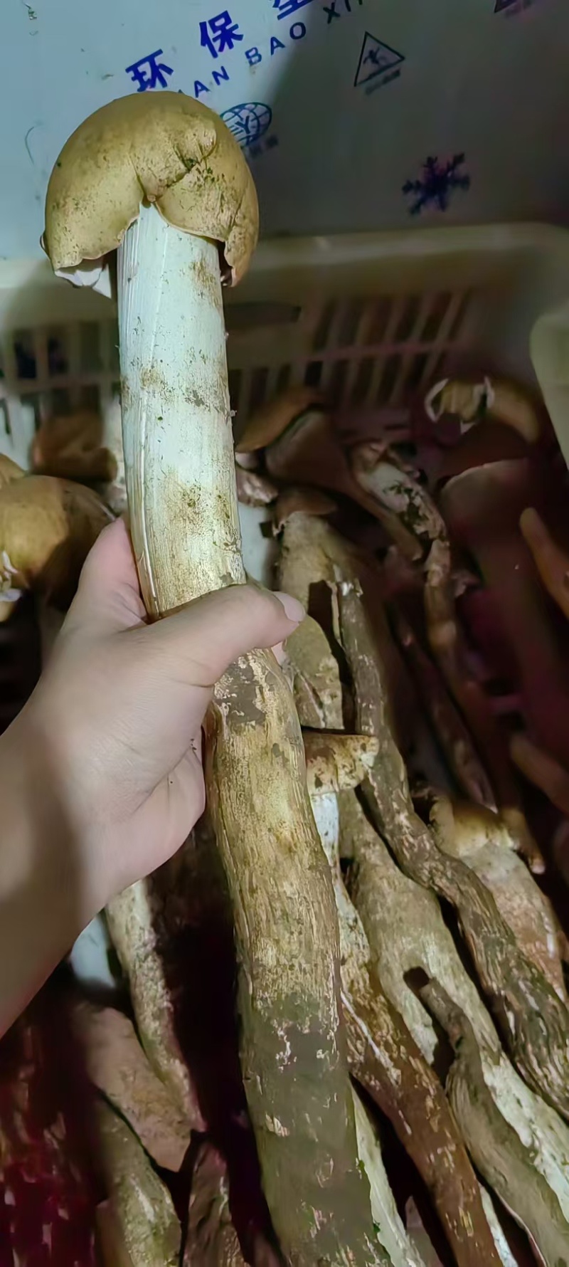 鸡纵