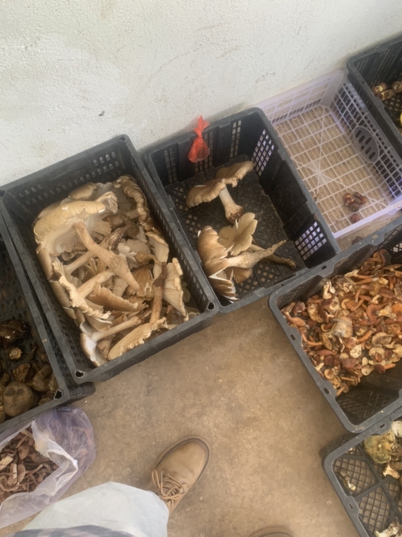 鸡纵