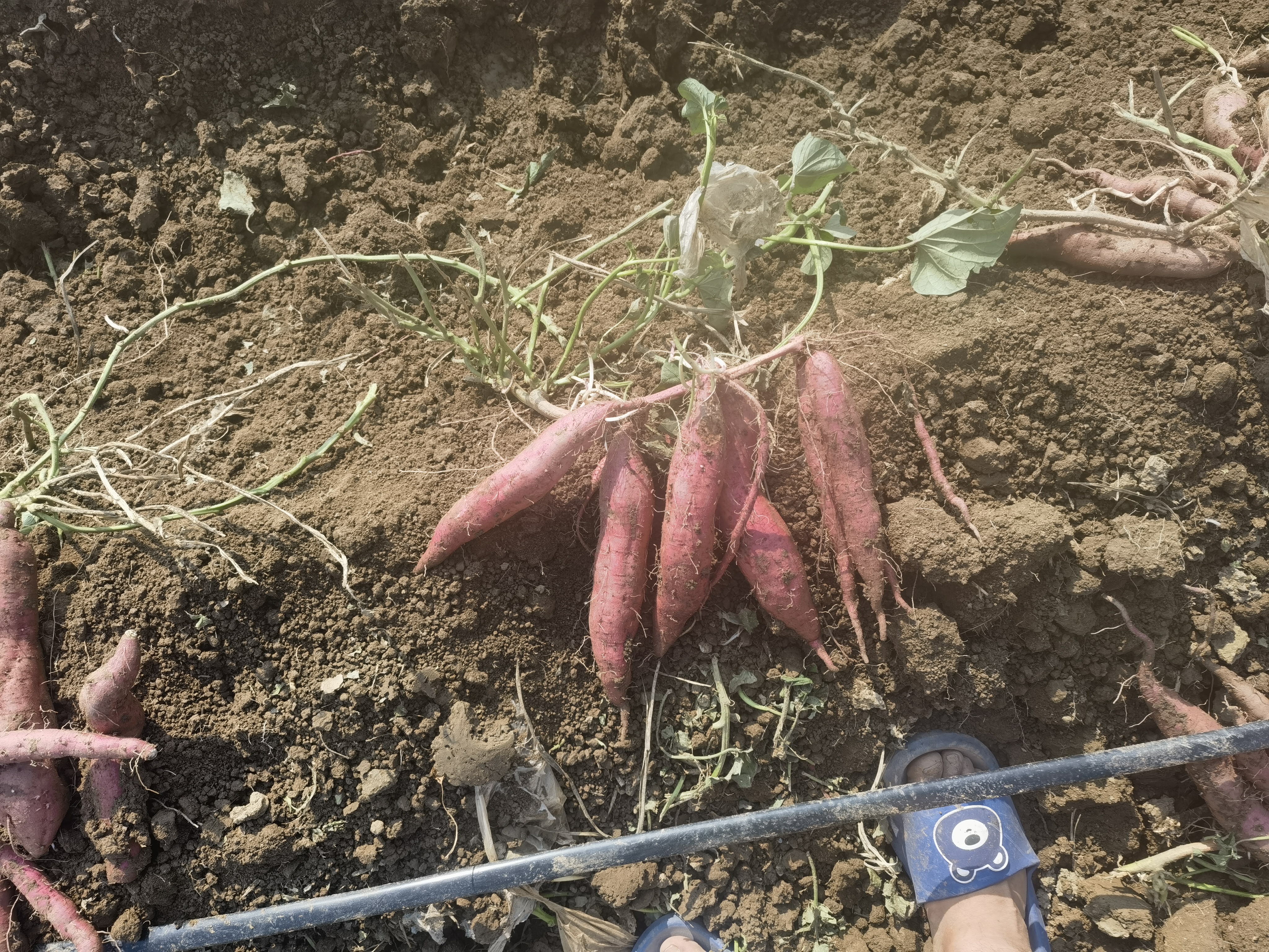 红薯块根表面长出多个嫩芽 红薯发芽图