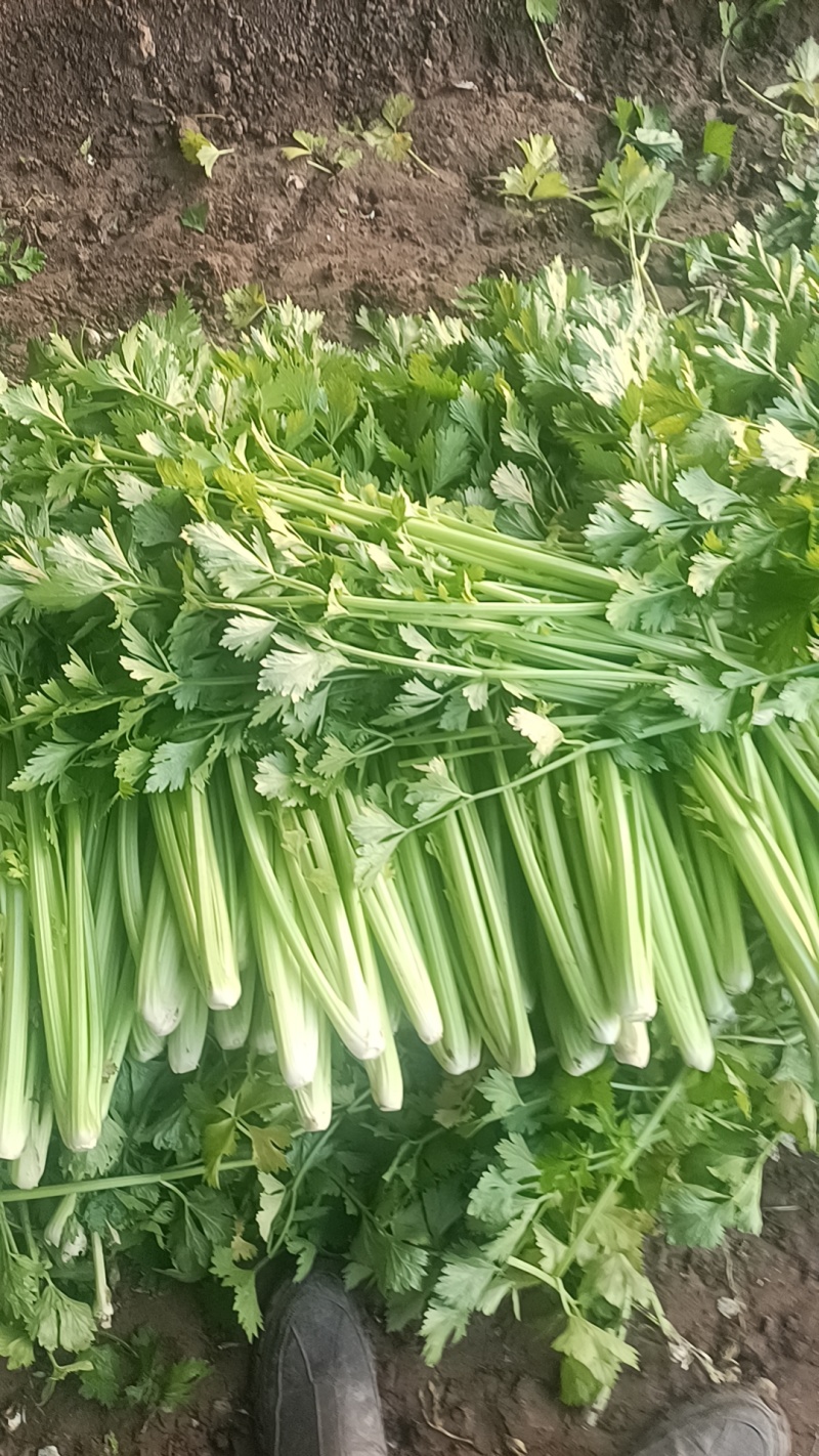 商河县五指芹菜，小细棵