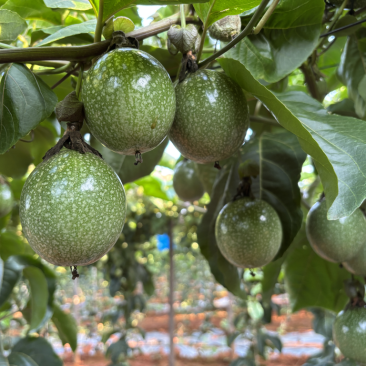 黄金百香果｜钦蜜9号百香果