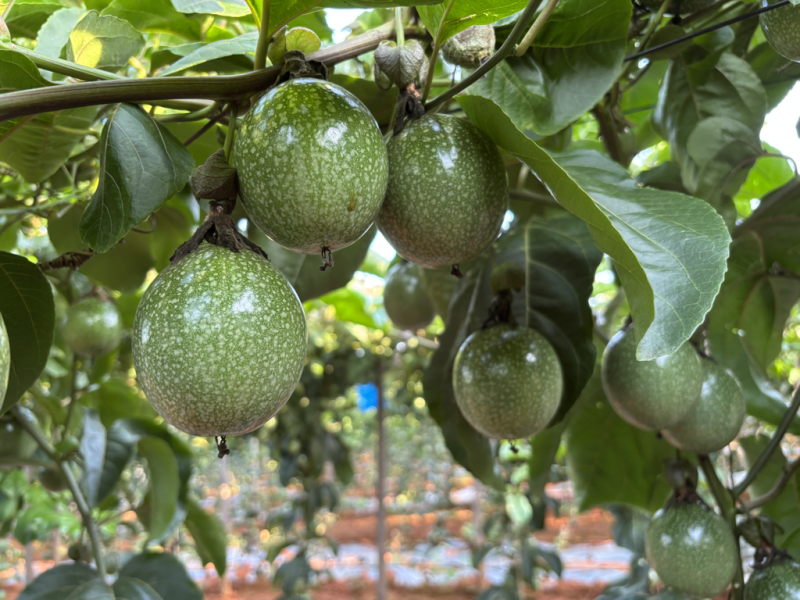 黄金百香果｜钦蜜9号百香果
