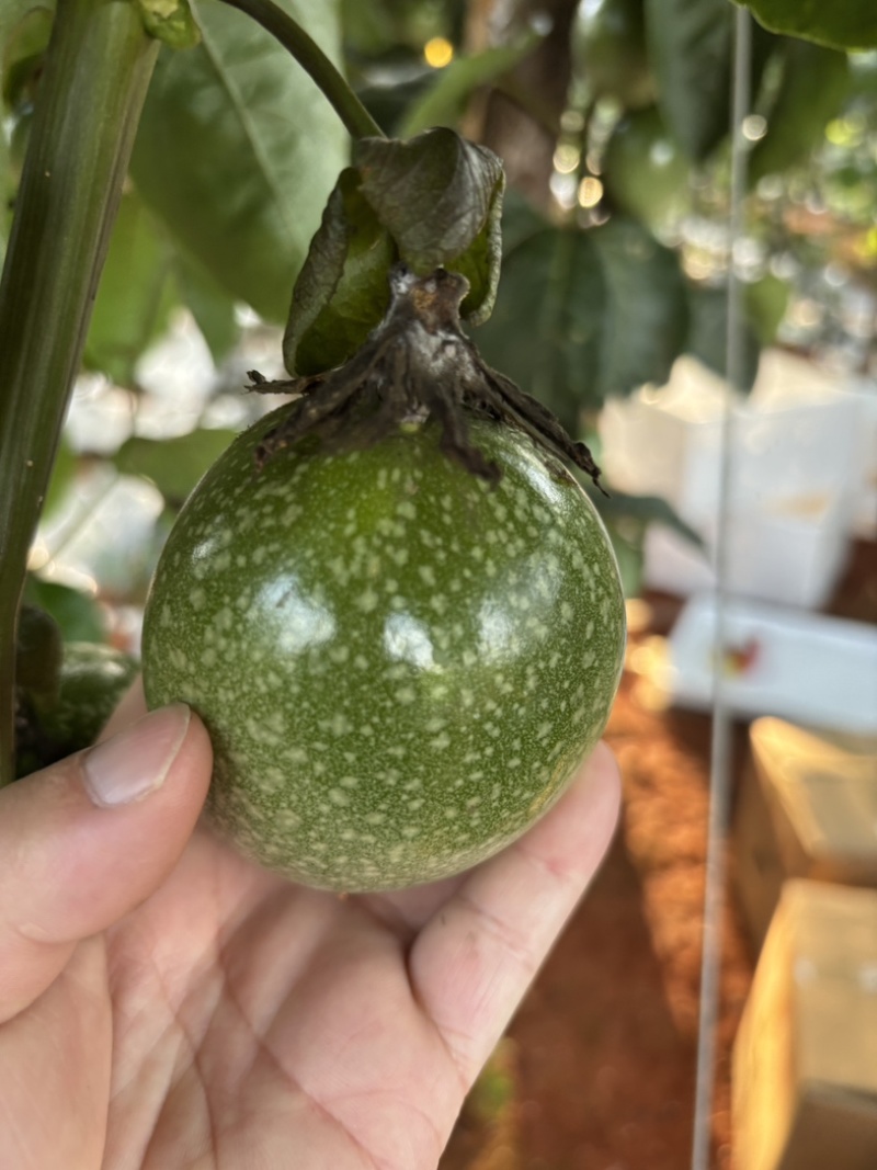 黄金百香果｜钦蜜9号百香果