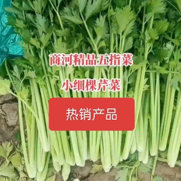 商河县五指芹菜，小细棵