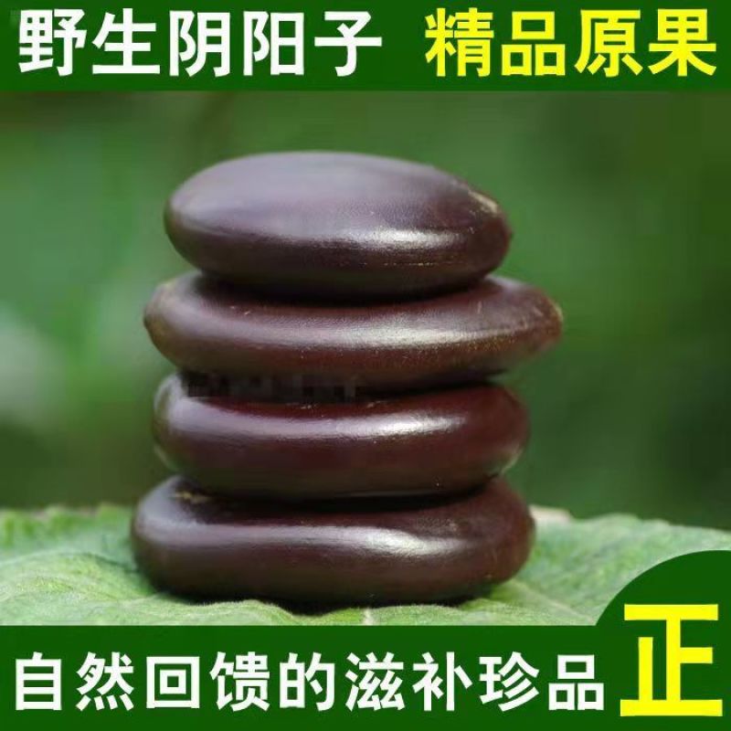 广西野生阴阳子男性传统滋补泡酒料补阳温肾野生中药材木腰子