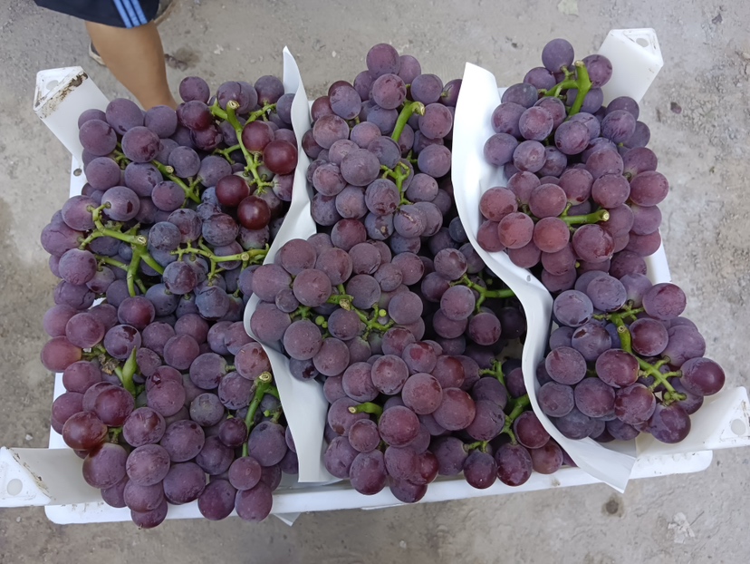 新鲜巨峰葡萄特写