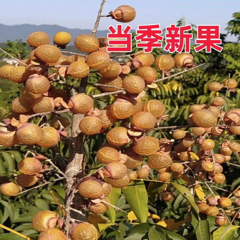 农家新货无患子无硫洗发酵素无患子大果洗手果袋装