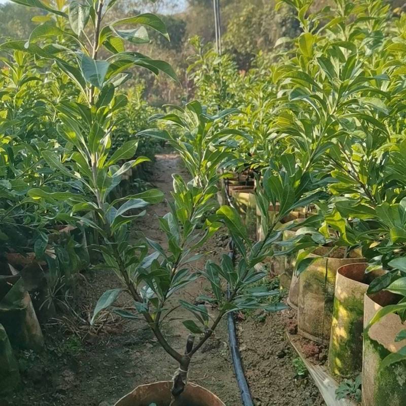东魁杨梅苗14/16美植袋