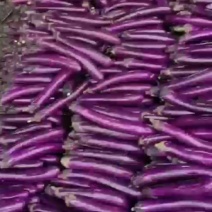 精品茄子长茄子大量上市一手货源产地直发量大从优
