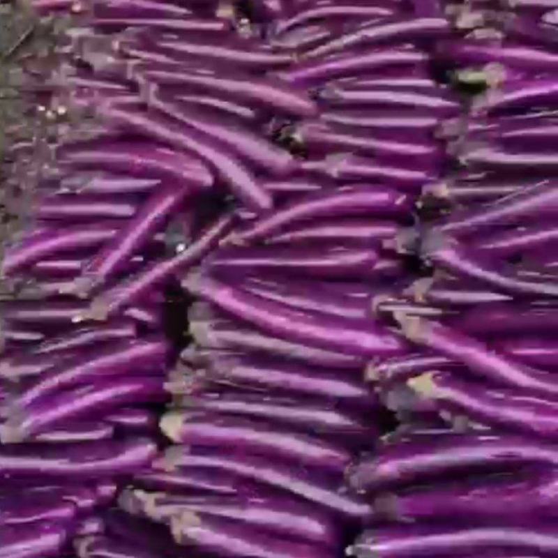 精品茄子长茄子大量上市一手货源产地直发量大从优