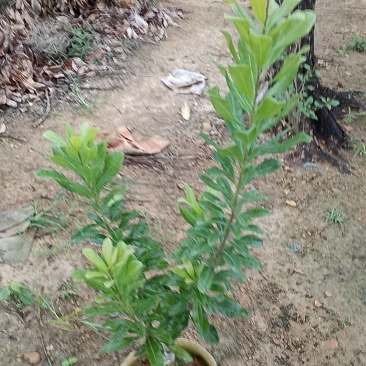 20/20美植袋东魁杨梅苗