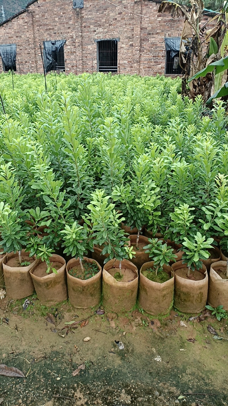 20/20美植袋东魁杨梅苗