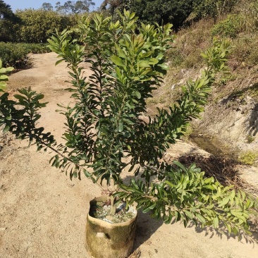 35/30美植袋东魁杨梅苗