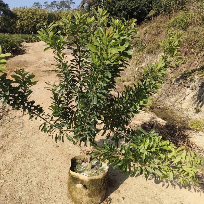 35/30美植袋东魁杨梅苗