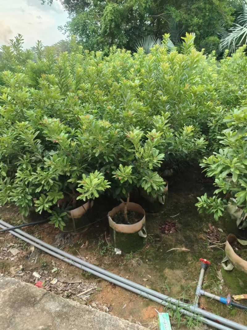 35/30美植袋东魁杨梅苗
