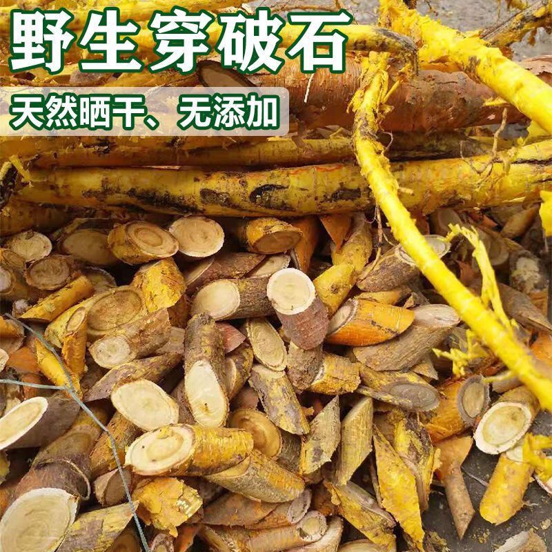 穿破石根精选广西穿破石野生中药材切段切片晒干穿破石中草药
