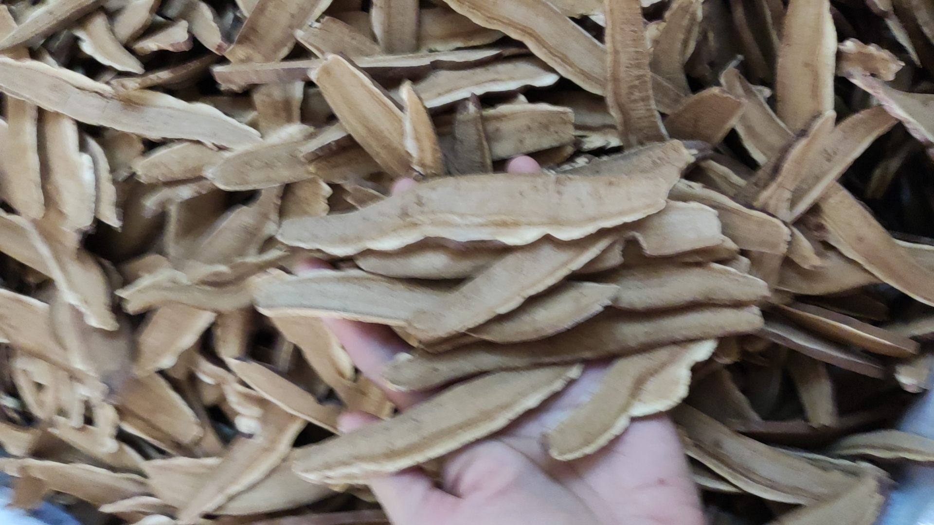 灵芝切片厚度对比图：三组平行排列的赤灵芝切片，左侧为超厚片（3.2mm，边缘僵硬、无透光性）；中间为标准片（1.5mm，棕红半透明、环纹清晰）；右侧为过薄片（0.8mm，易碎、色泽发暗），标尺显示精确厚度