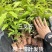 三丫苦，三叉苦，三叉苦，苦木树苗基地现货