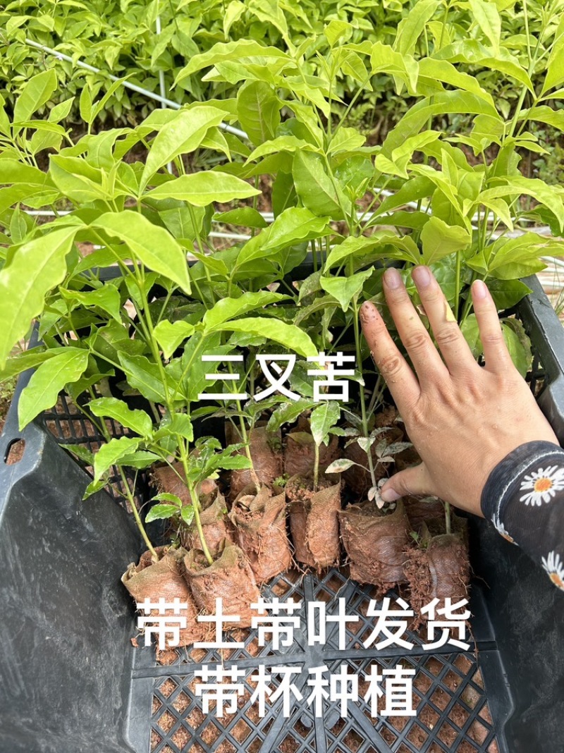 三丫苦，三叉苦，三叉苦，苦木树苗基地现货