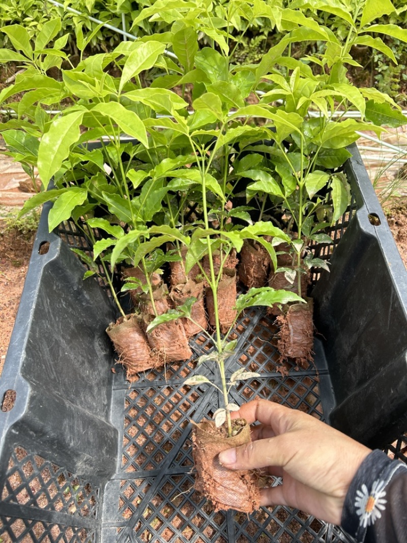 三丫苦，三叉苦，三叉苦，苦木树苗基地现货
