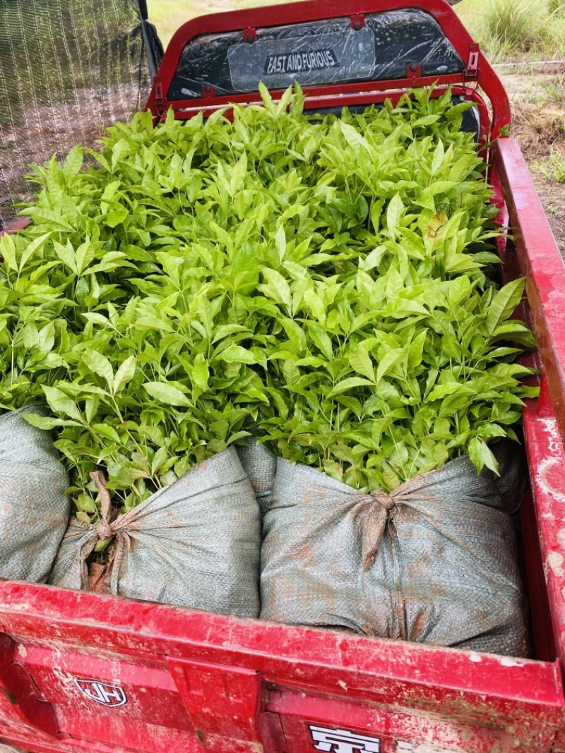 三丫苦，三叉苦，三叉苦，苦木树苗基地现货