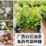 广西土种白花油茶实生苗，基地现货