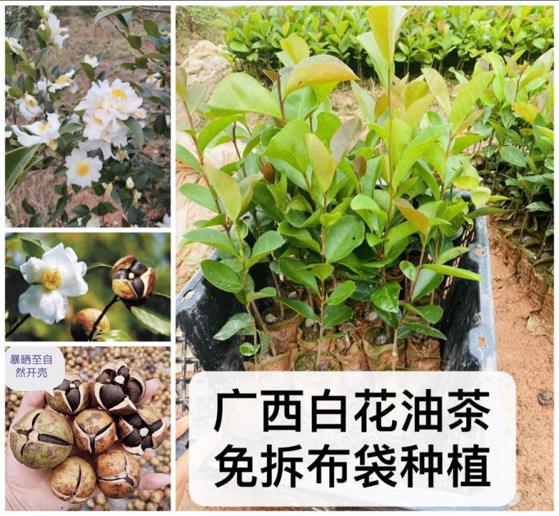 广西土种白花油茶实生苗，基地现货