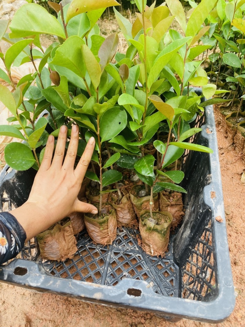广西土种白花油茶实生苗，基地现货