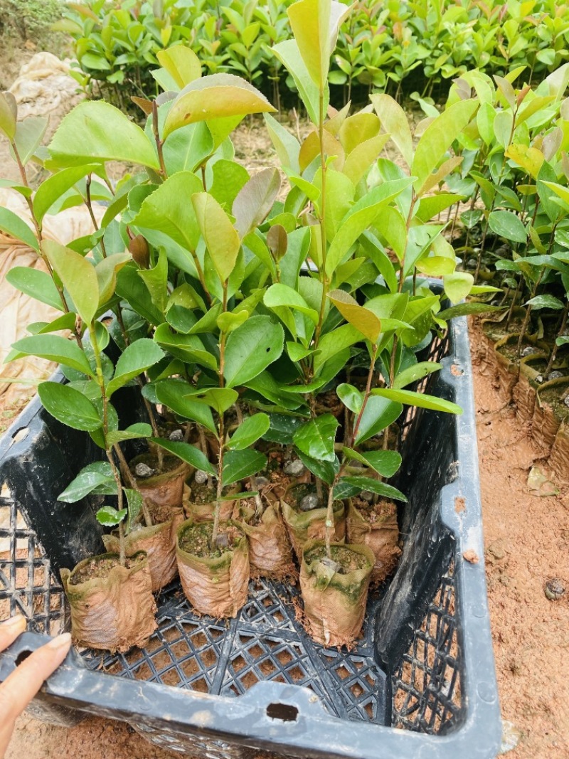 广西土种白花油茶实生苗，基地现货