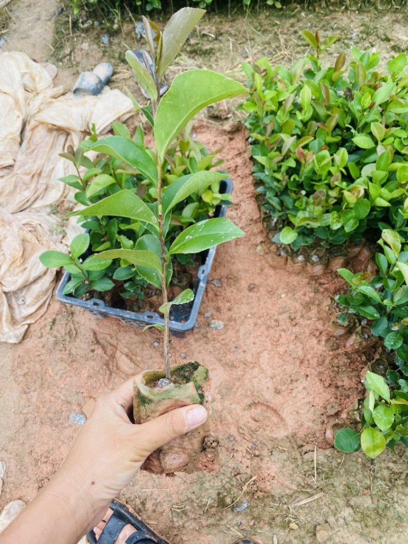 广西土种白花油茶实生苗，基地现货