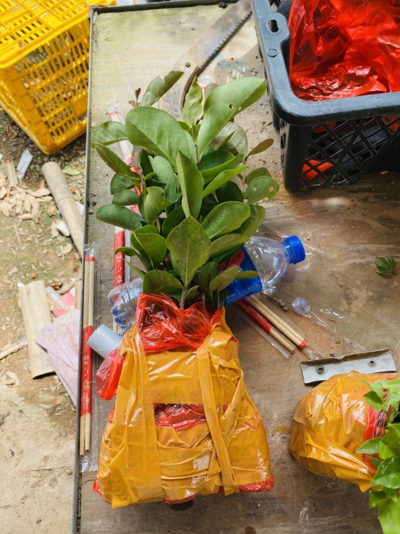 广西土种白花油茶实生苗，基地现货