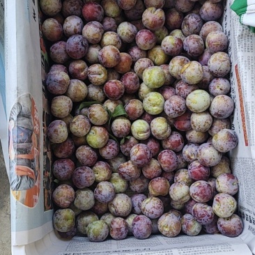 小脆红