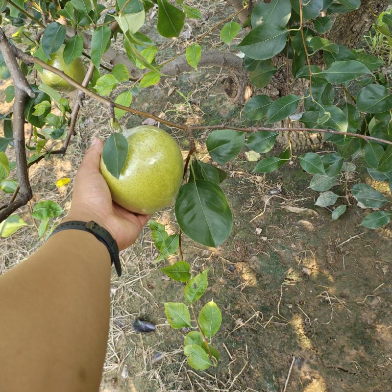 精品皇冠梨，大量出皇冠梨阳信产地直销，大量现货